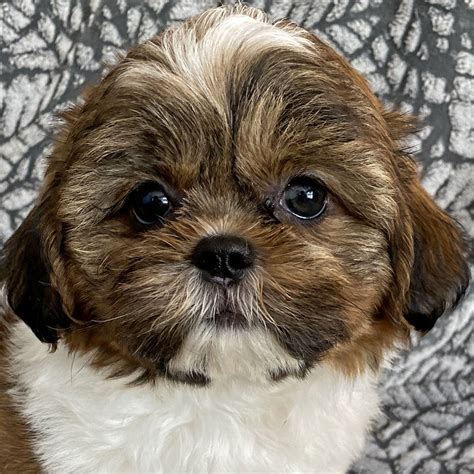 <b>Shih</b> <b>Tzu</b> is the most popular house dog in the US. . Shih tzus for sale near me